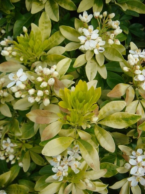 Choisya ternata 'Sundance' P18 P21